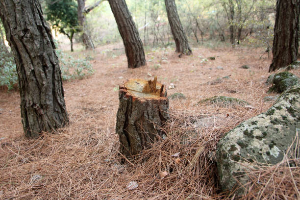 Reliable Santa Ynez, CA Tree Care Solutions