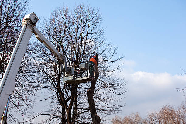 Tree and Shrub Care in Santa Ynez, CA